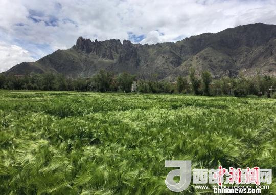 2017年西藏青稞總產(chǎn)量達(dá)到79萬(wàn)噸，占糧食總產(chǎn)量的77%。圖為西藏青稞?！⊥跤窳?攝