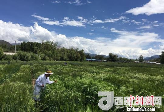 西藏與9家國(guó)家重點(diǎn)實(shí)驗(yàn)室合力促青稞增產(chǎn)、牦牛育肥