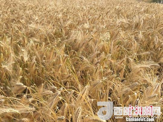 2017年西藏青稞種植面積達(dá)210多萬(wàn)畝，占糧食播種面積的75%。圖為成熟期的青稞。　王玉林 攝