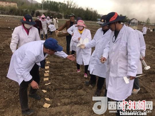 圖為研究員實(shí)地調(diào)研青稞生長(zhǎng)土壤。　王玉林 攝