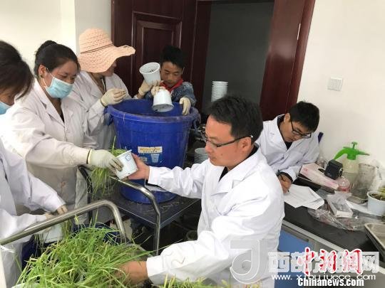 圖為研究員正在調(diào)查青稞感染白粉病情況?！⊥跤窳?攝