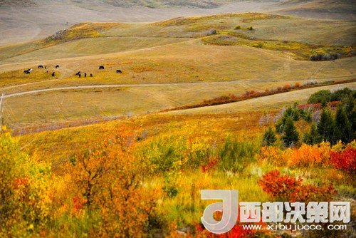 錫林郭勒草原國家級自然保護區(qū)。吳勇攝