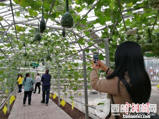 山西省郵政管理局積極推動(dòng)“一市一品”農(nóng)特產(chǎn)品進(jìn)城項(xiàng)目。 資料圖 楊杰英 攝