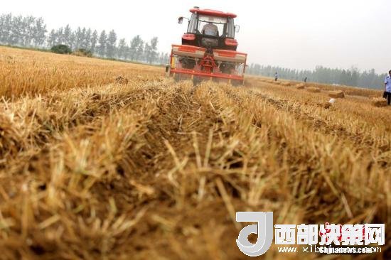 資料圖：收割機(jī)進(jìn)行機(jī)械化收割。<a target='_blank'  data-cke-saved- >中新社</a>記者 王中舉 攝