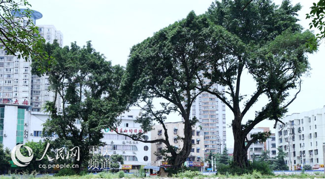 黃桷樹廣場正在建設(shè)中。王嫚 攝