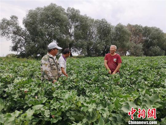 遠(yuǎn)改忠在棉花地里為連隊(duì)職工分享種植經(jīng)驗(yàn)?！“叉陆?攝