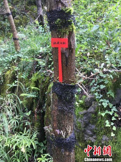 貴州同威生物科技有限公司鐵皮石斛種植?！≈軏?攝
