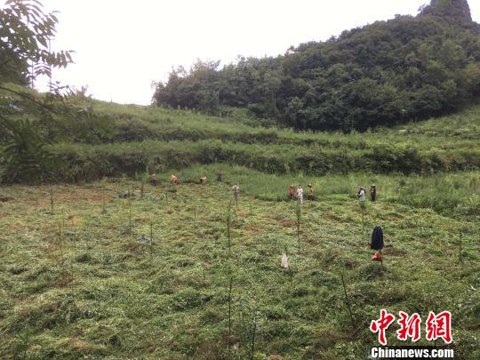 貴州同威生物科技有限公司天麻種植基地?！≈軏?攝